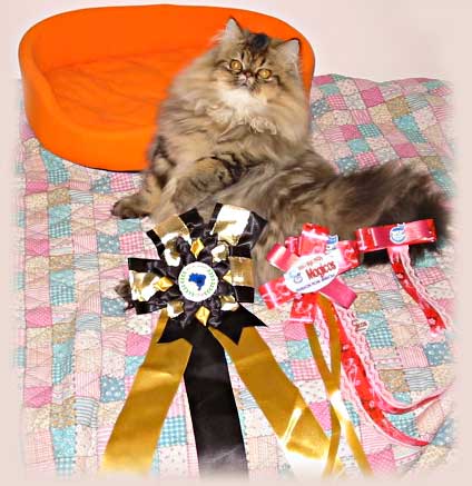 Cia. do Gato Persa® - Gatil Nicolle Tot